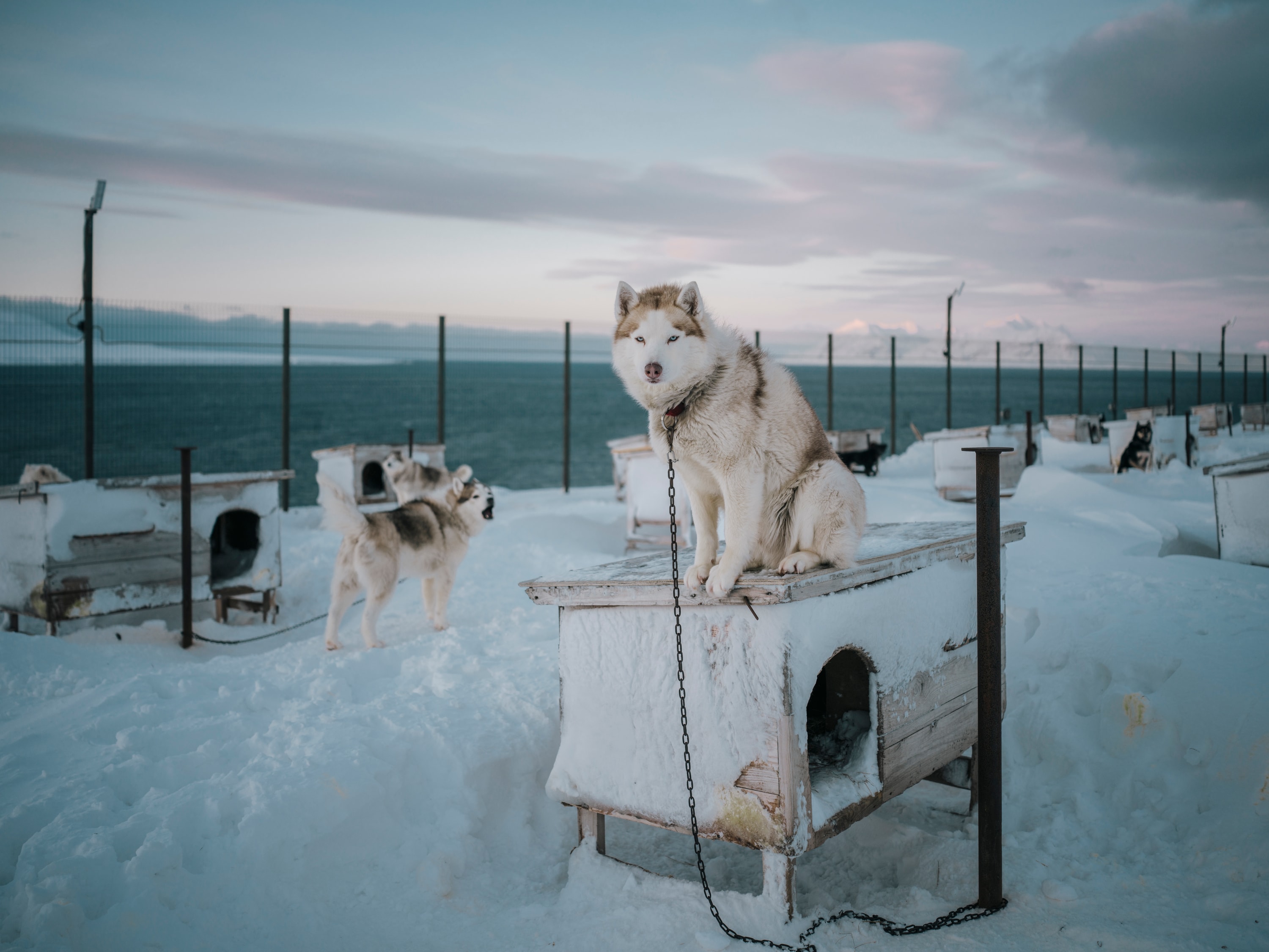 Arctic Dreams