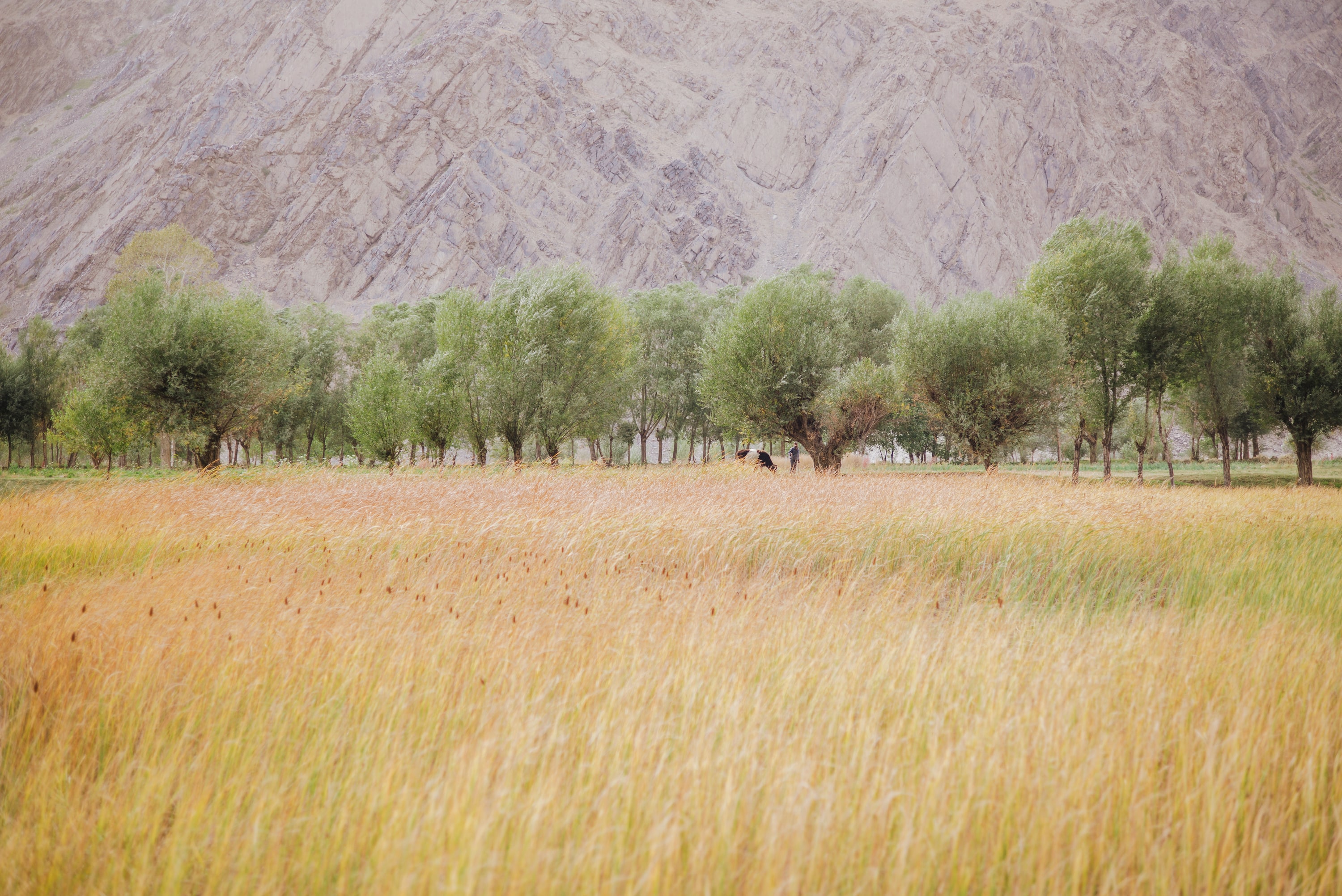 Pamir Stoics - Image 9