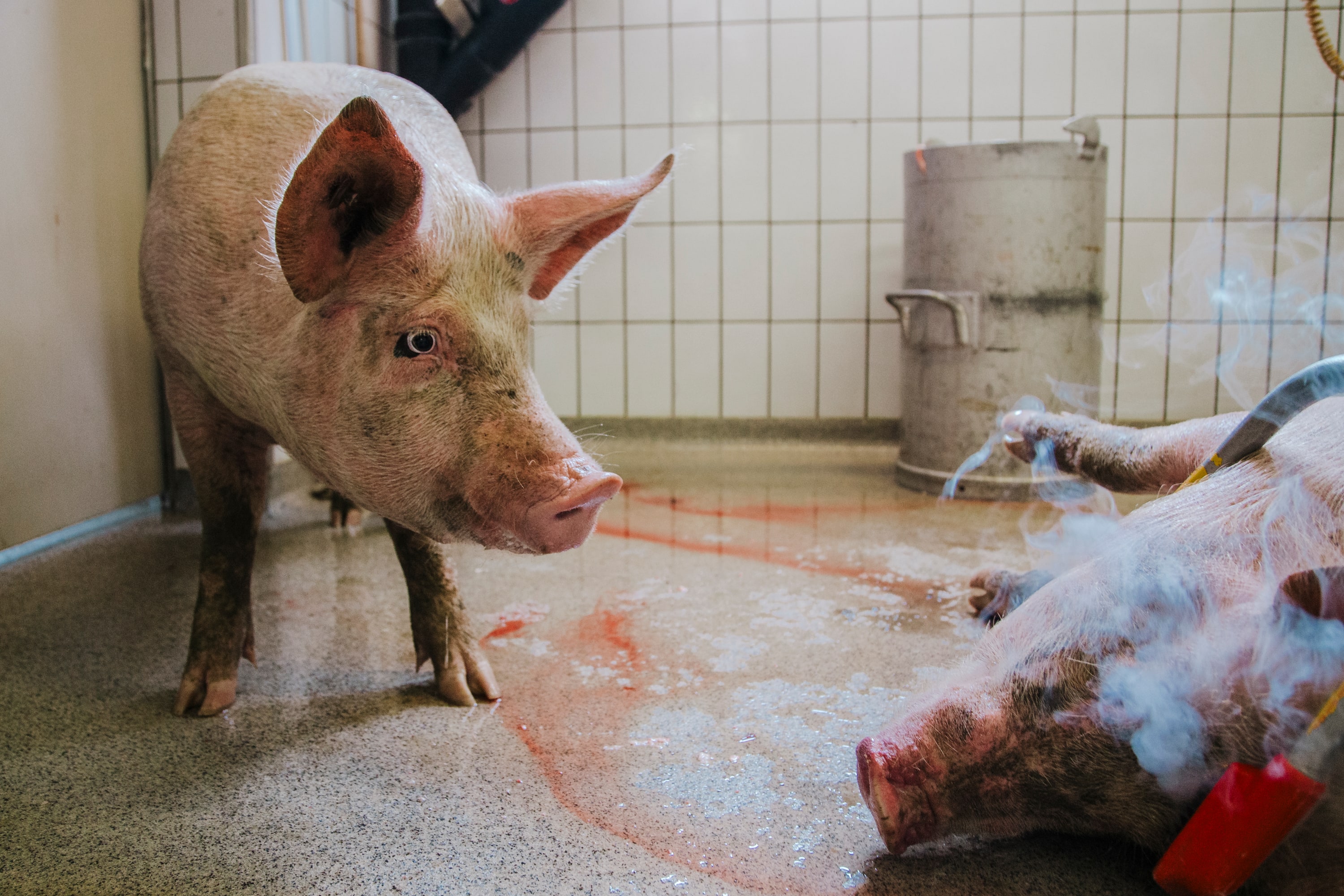 Slaughterhouse