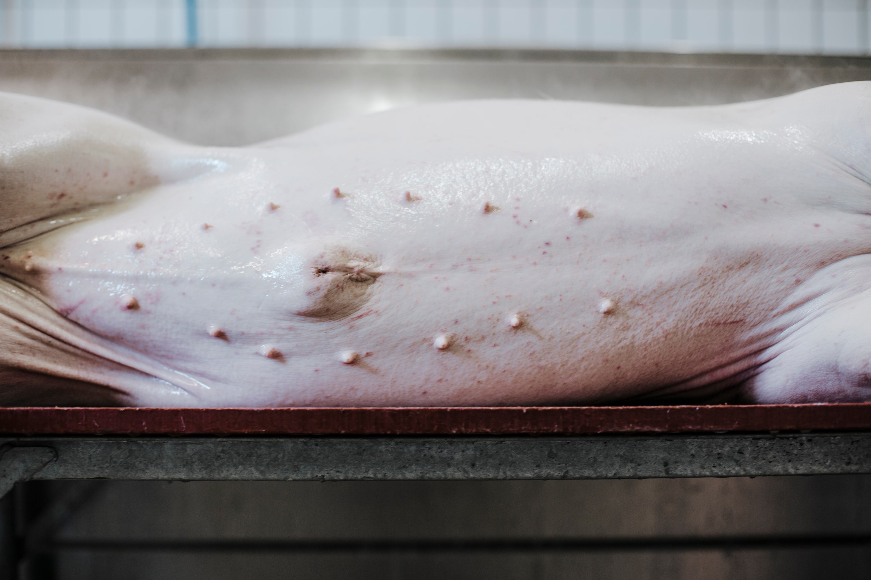 Slaughterhouse - Image 11